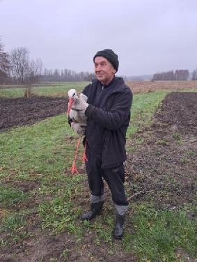 Gmina Żarnów: Bocian z uszkodzonym skrzydłem został odłowiony