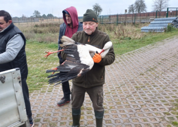 Gmina Żarnów: Bocian z uszkodzonym skrzydłem został odłowiony