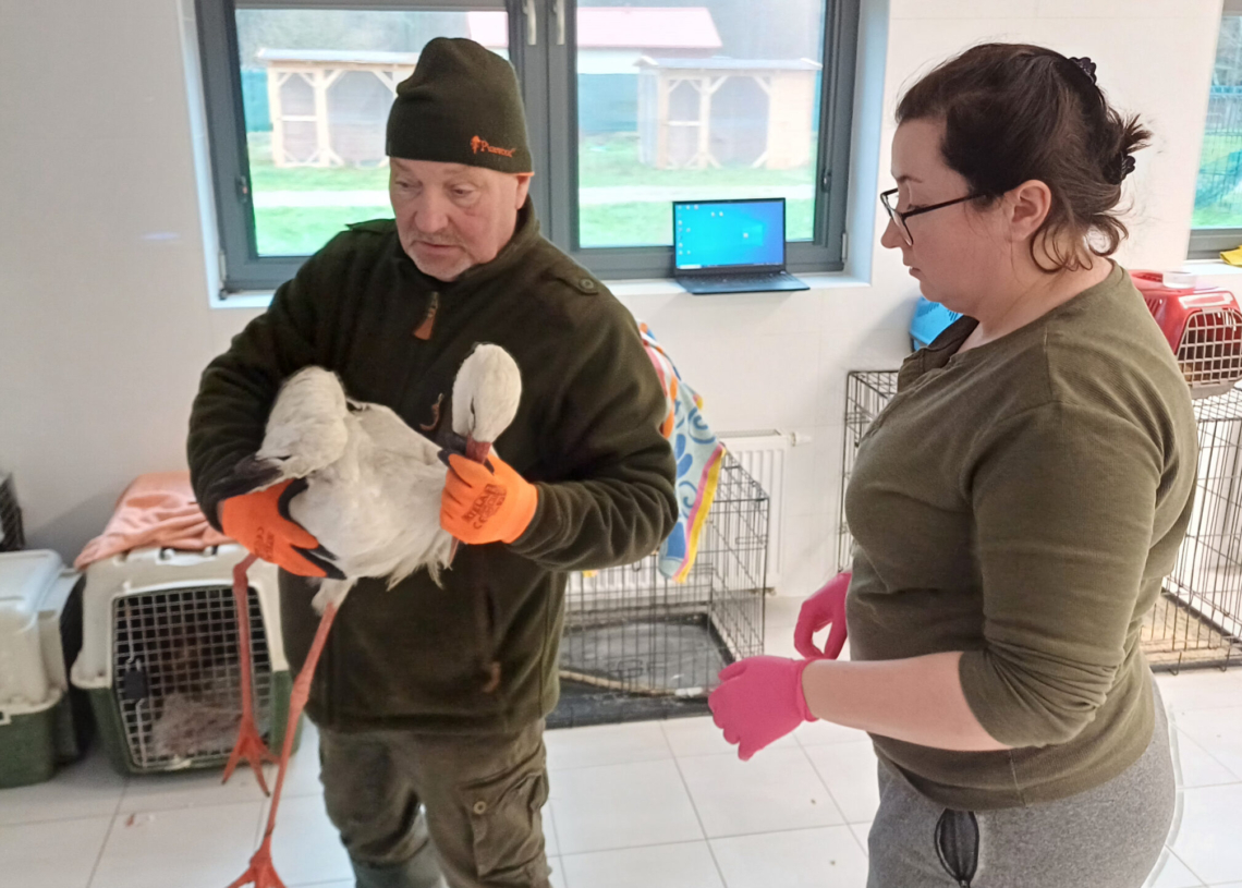 Gmina Żarnów: Bocian z uszkodzonym skrzydłem został odłowiony