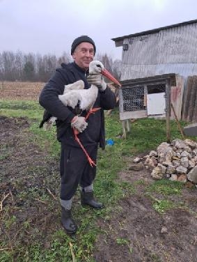 Gmina Żarnów: Bocian z uszkodzonym skrzydłem został odłowiony