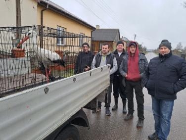Gmina Żarnów: Bocian z uszkodzonym skrzydłem został odłowiony