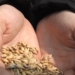 Drugi dzień świąt