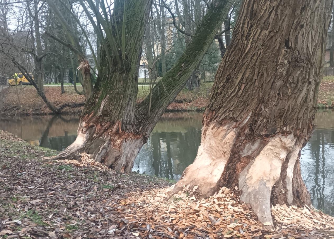 Bobry w Skierniewicach