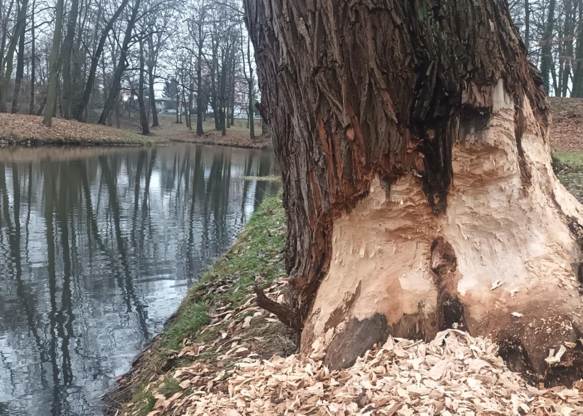 Bobry w Skierniewicach
