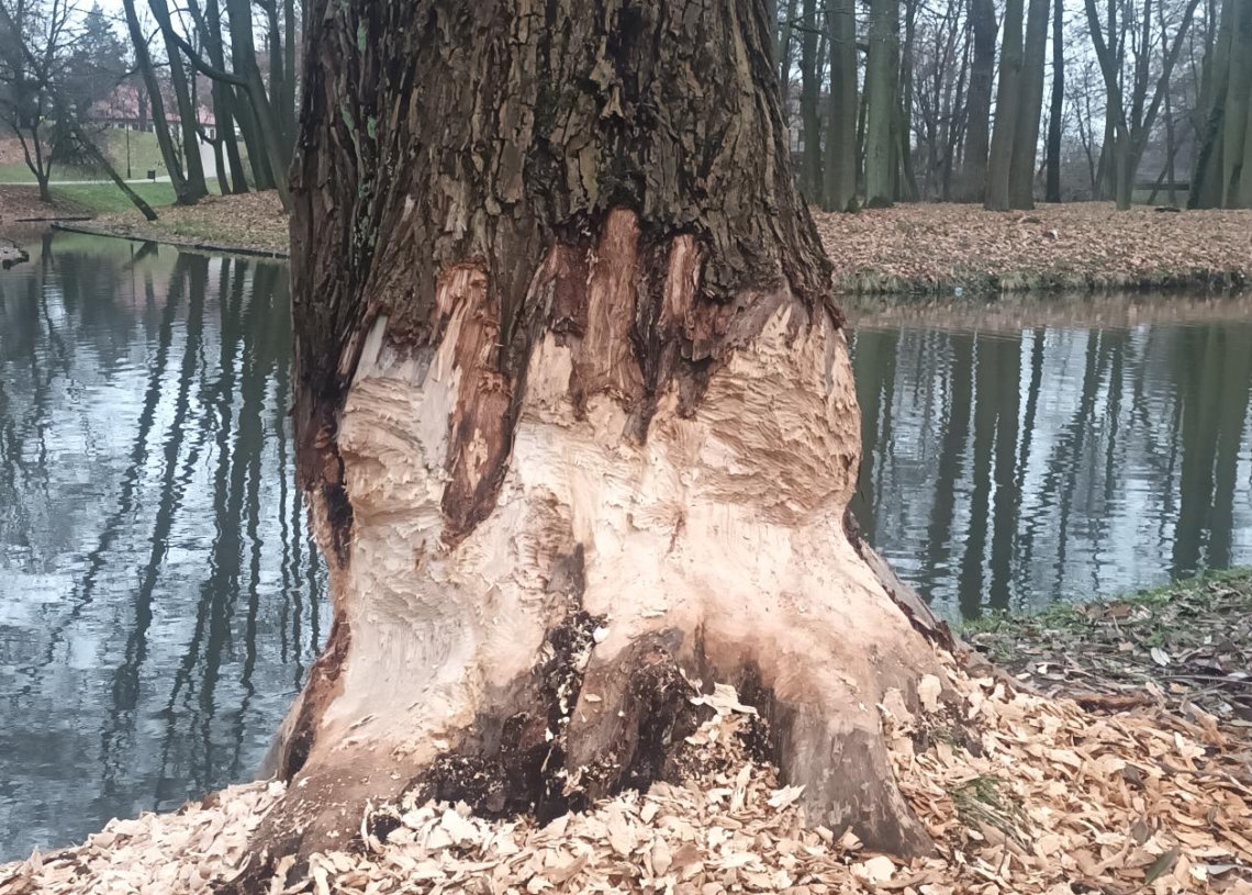 Bobry w Skierniewicach