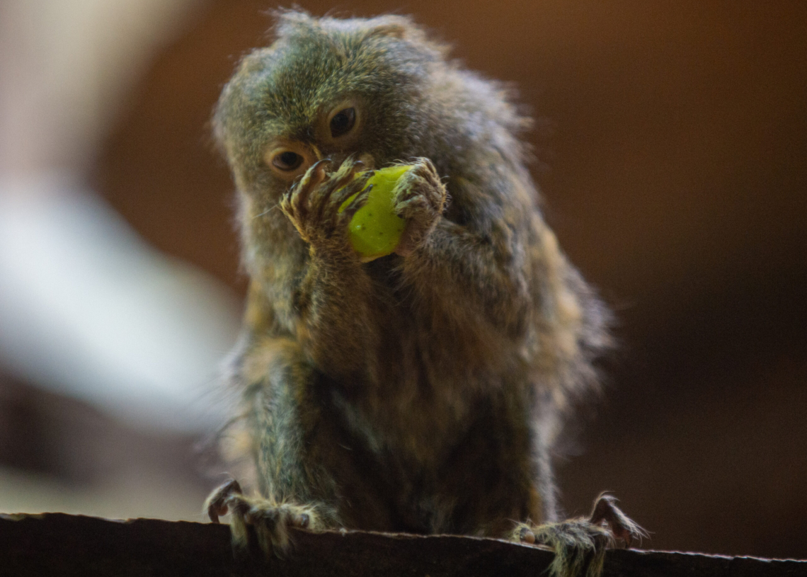 Dzień Małpy w Orientarium ZOO Łódź 1 Dzień Małpy w Orientarium ZOO Łódź