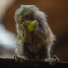 Dzień Małpy w Orientarium ZOO Łódź 5 Dzień Małpy w Orientarium ZOO Łódź