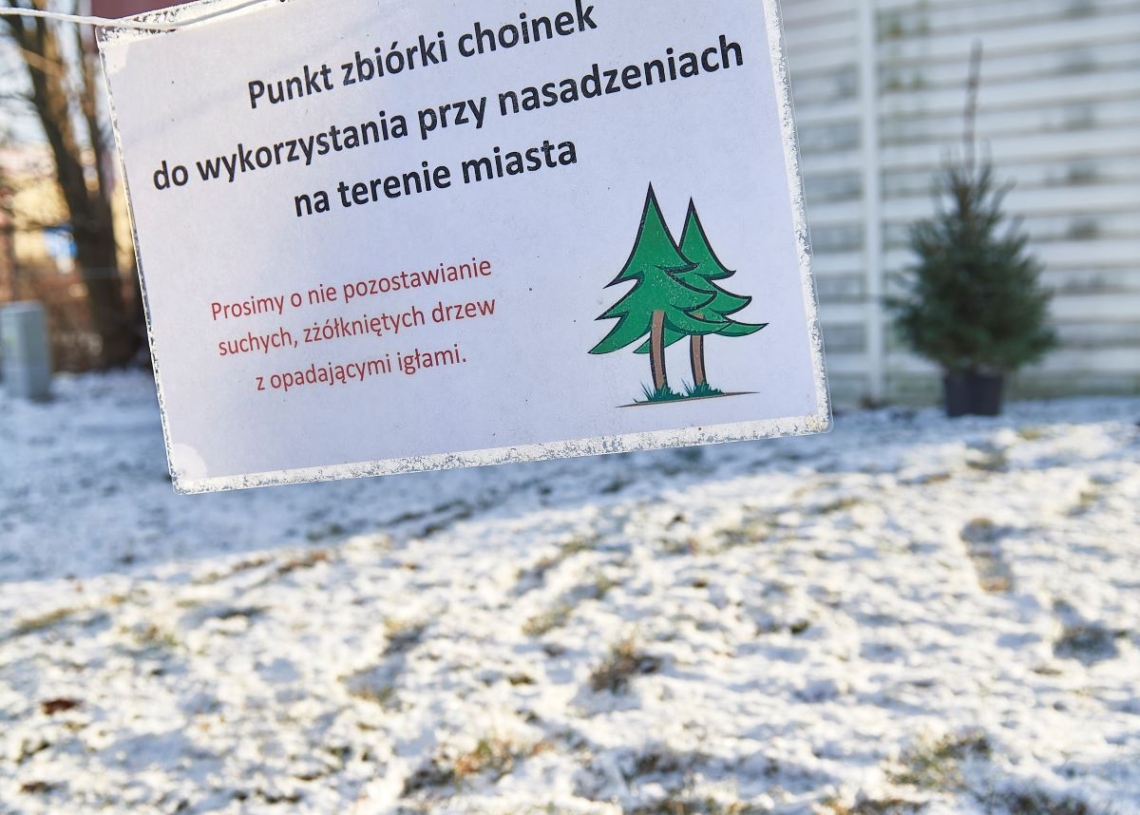 Świąteczne drzewko nie musi trafić do śmietnika. Od 8 stycznia przyjmować choinki będzie Orientarium i Ogród Botaniczny