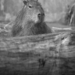 Łódzkie ZOO pożegnało 11-letnią kapibarę 15 Łódzkie ZOO