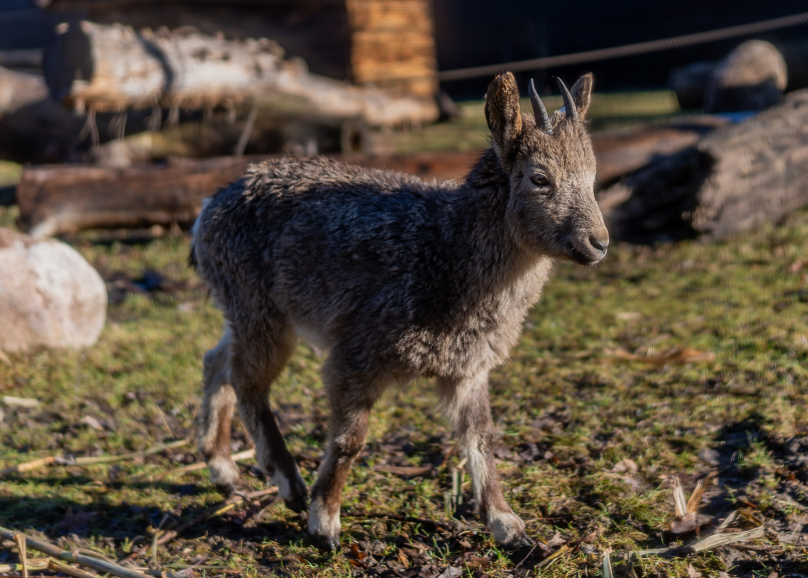 Koziorożce syberyjskie - nowy gatunek w łódzkim Orientarium