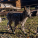 Koziorożce syberyjskie - nowy gatunek w łódzkim Orientarium