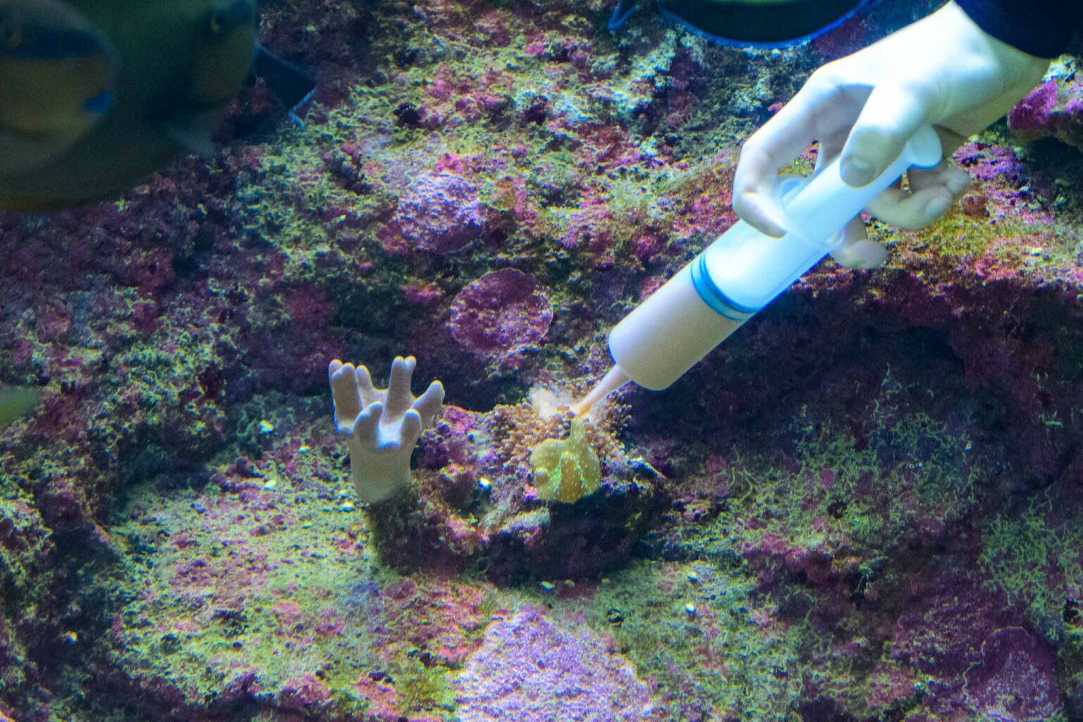 Karmienie koralowcow w orientarium 10