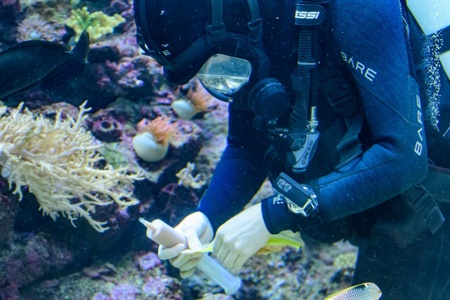Karmienie koralowcow w orientarium 13