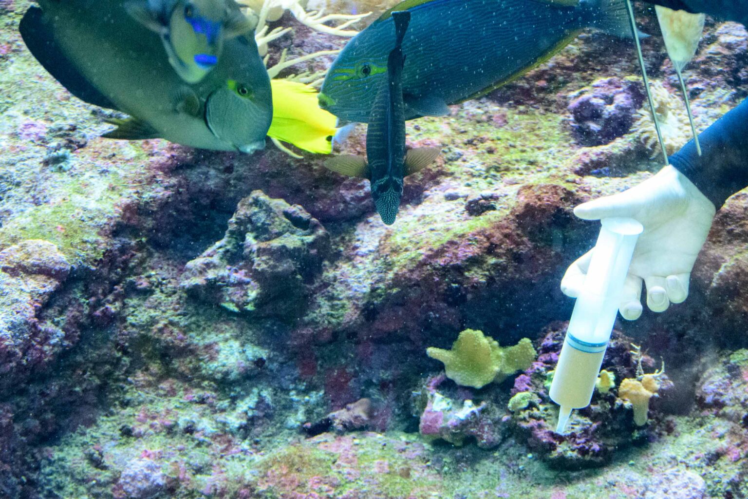Karmienie koralowcow w orientarium 9