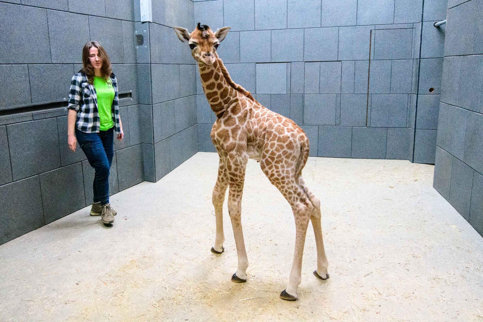 Nowa zyrafa w lodzkim zoo