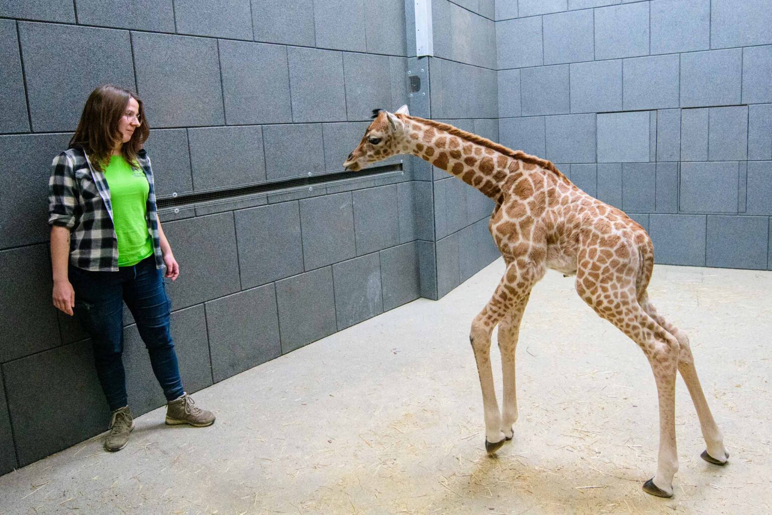 Nowa zyrafa w lodzkim zoo 1