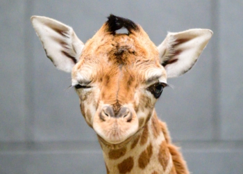 Mała żyrafa w łódzki Zoo