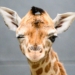 Mała żyrafa w łódzki Zoo