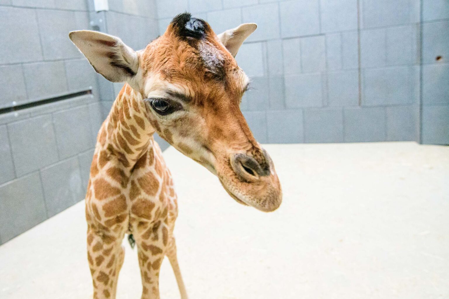 Nowa zyrafa w lodzkim zoo 3
