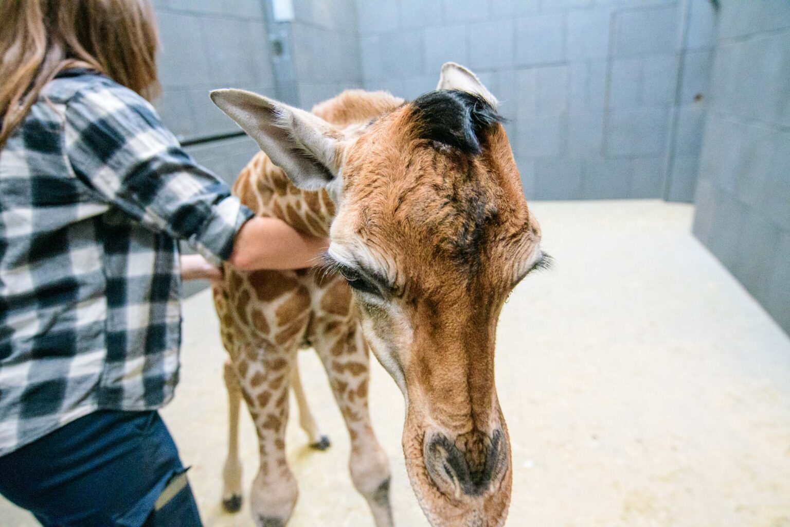 Nowa zyrafa w lodzkim zoo 4