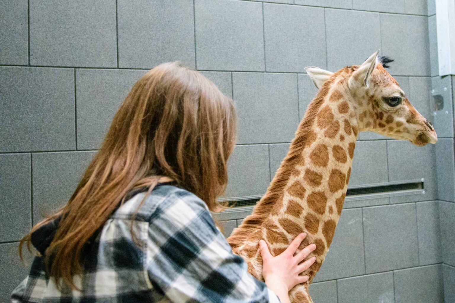 Nowa zyrafa w lodzkim zoo 6