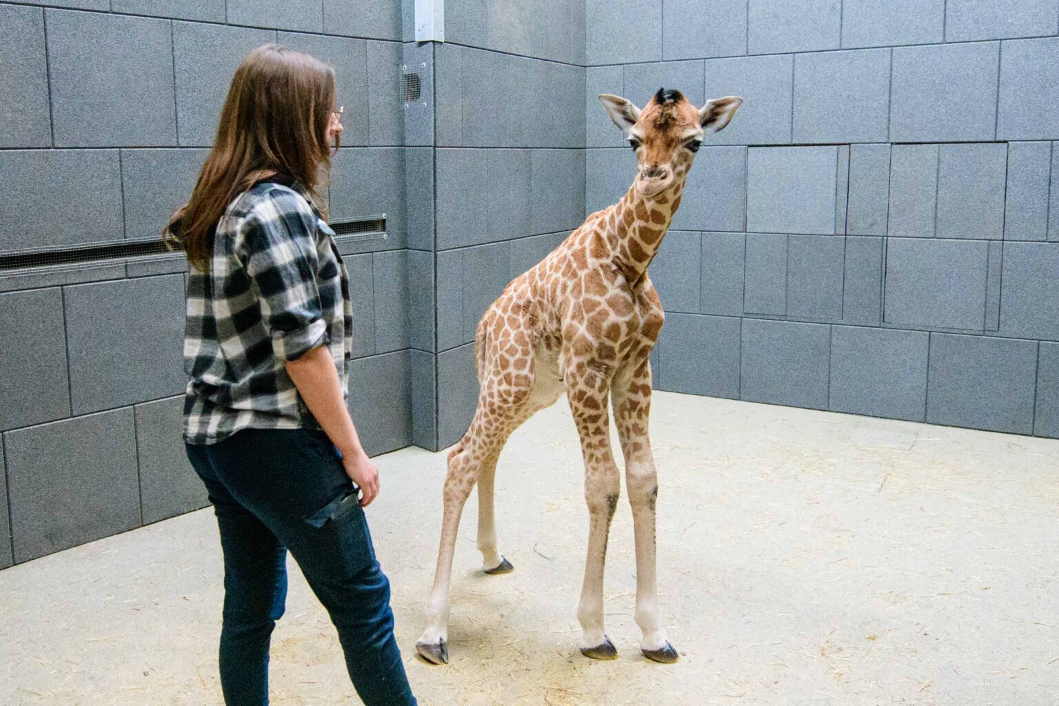 Nowa zyrafa w lodzkim zoo 7