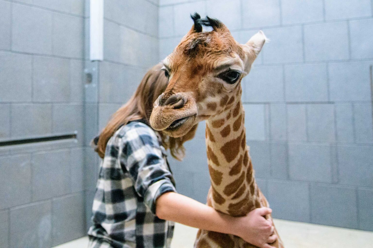 Nowa zyrafa w lodzkim zoo 8