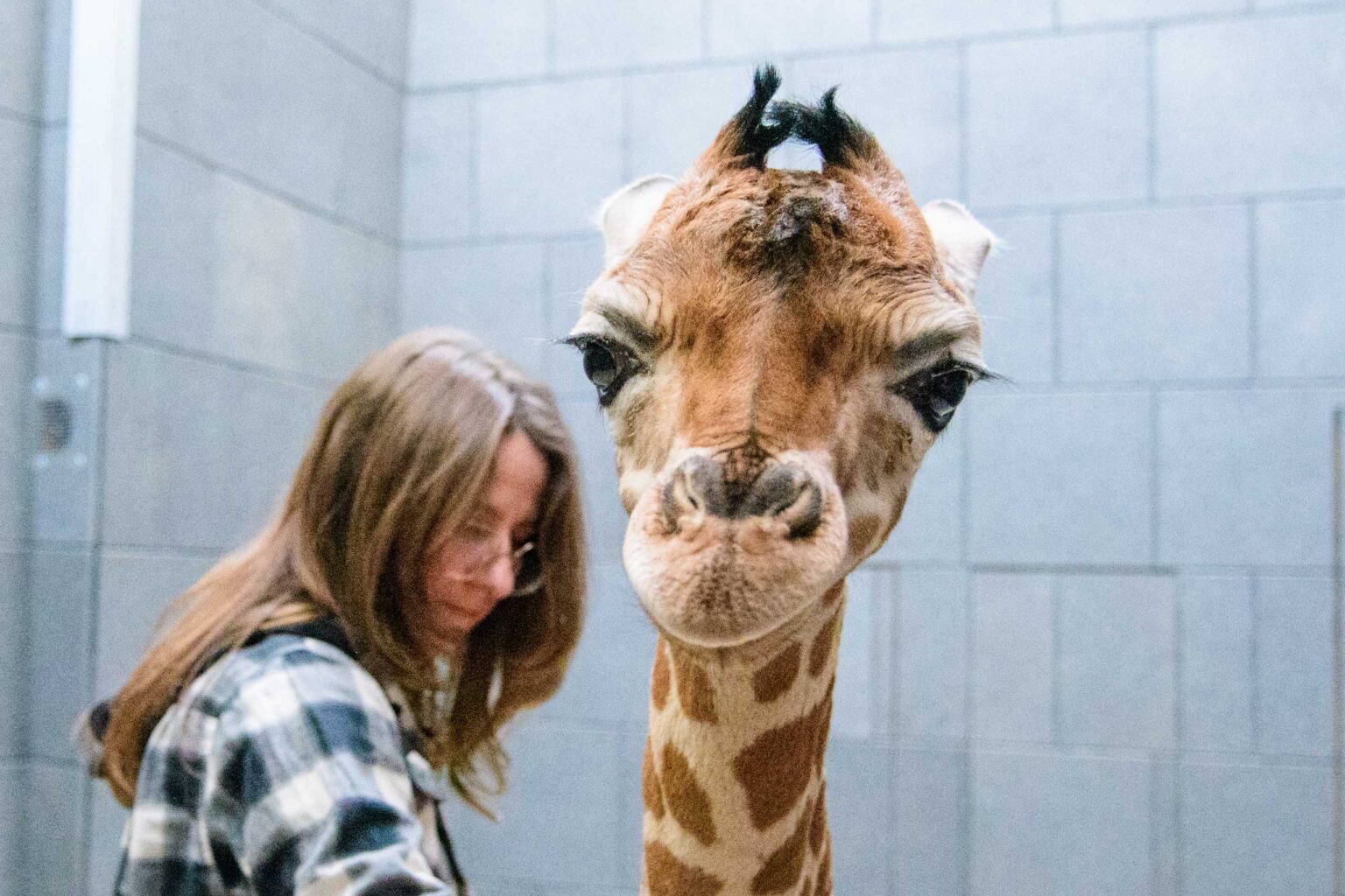 Nowa zyrafa w lodzkim zoo 9