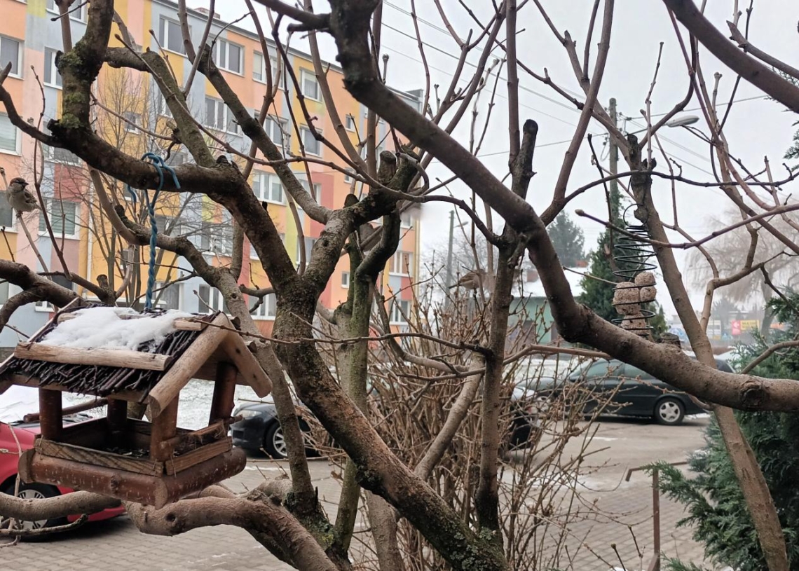 Dokarmianie ptaków zimą