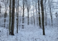 Las Wiączyński oczami mieszkańców