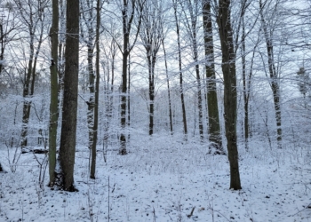 Las Wiączyński oczami mieszkańców