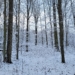 Las Wiączyński oczami mieszkańców