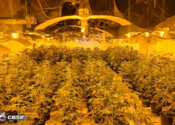 Plantacja marihuany w powiecie brzezińskim