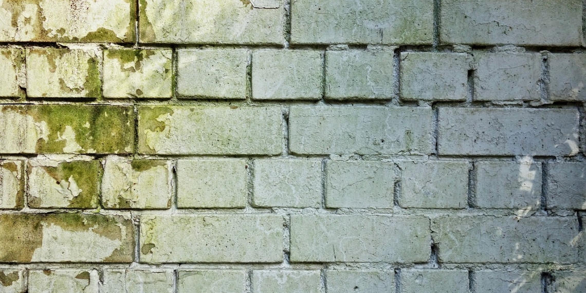 Pleśń i grzyb na ścianie. Przyczyny, skutki i metody walki 1 Pleśń i grzyb na ścianie. Przyczyny, skutki i metody walki