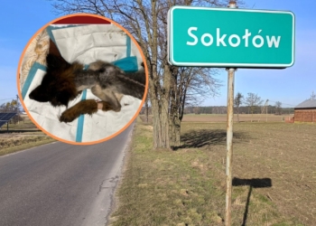 Skatowany pies pod Sieradzem