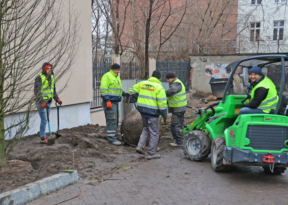 Modernizacja Legionów. Wykonawca sadzi drzewa i krzewy, a chodników nadal brakuje