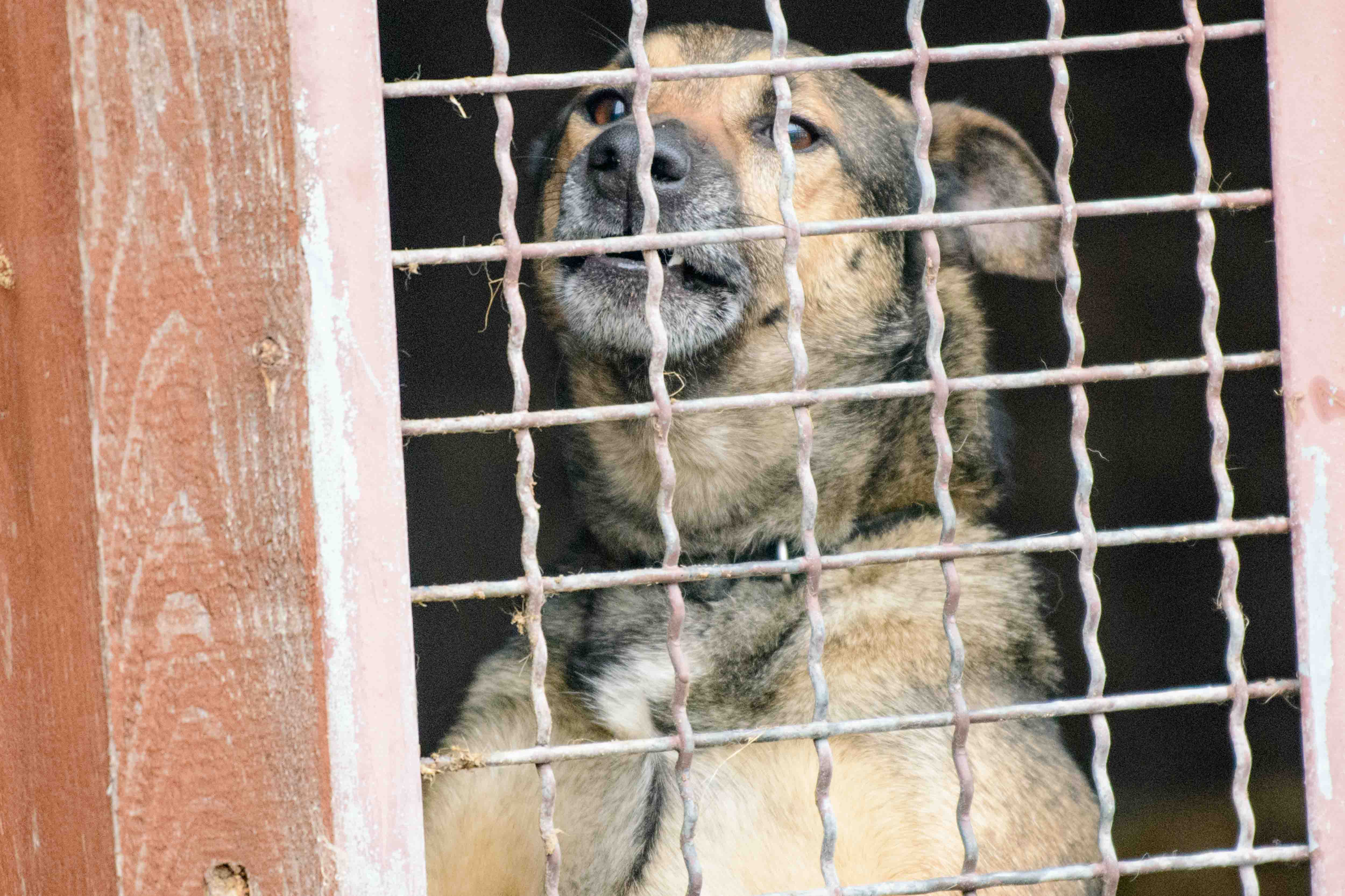 Psy do adopcji ze schroniska w Łodzi