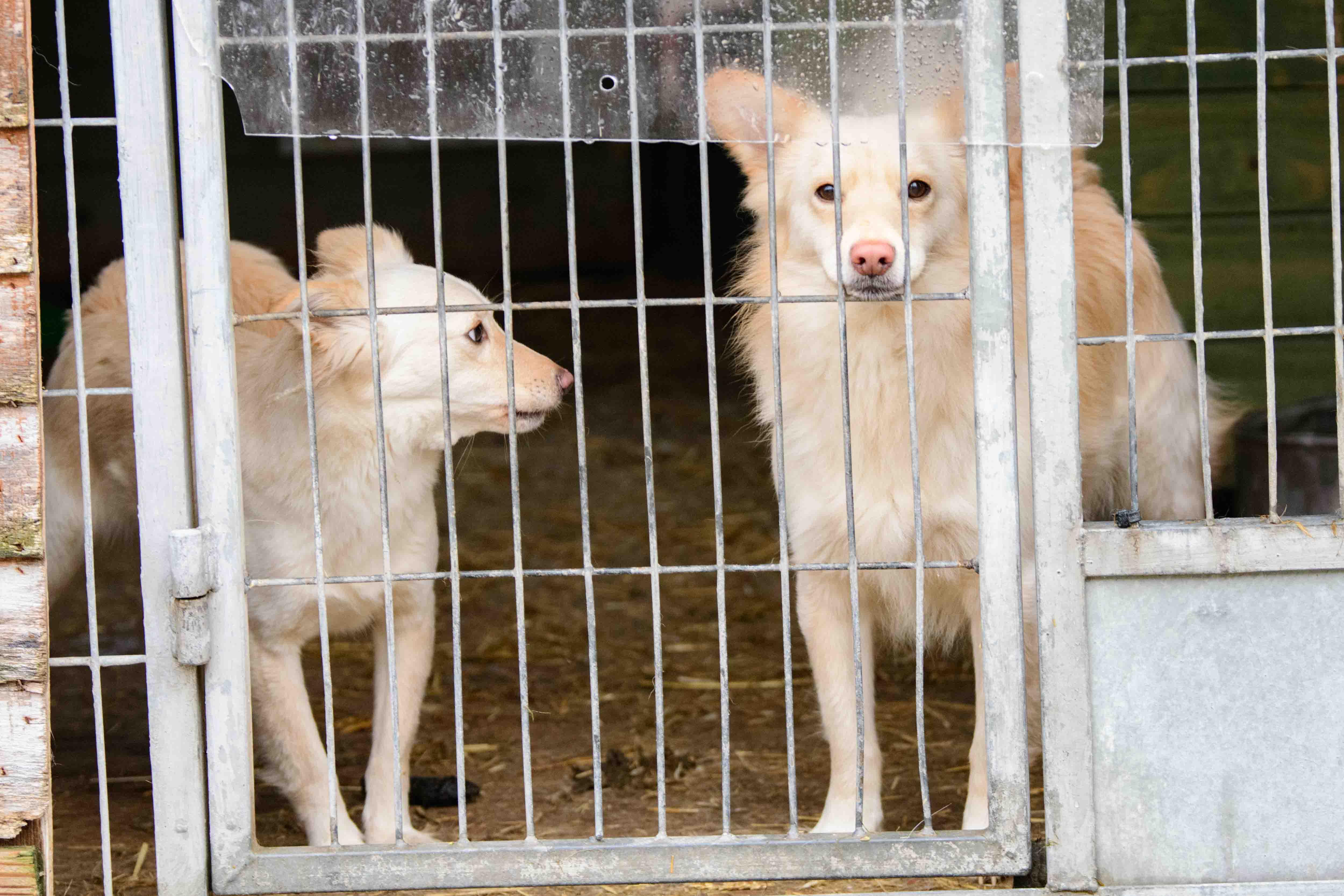 Psy do adopcji ze schroniska w Łodzi