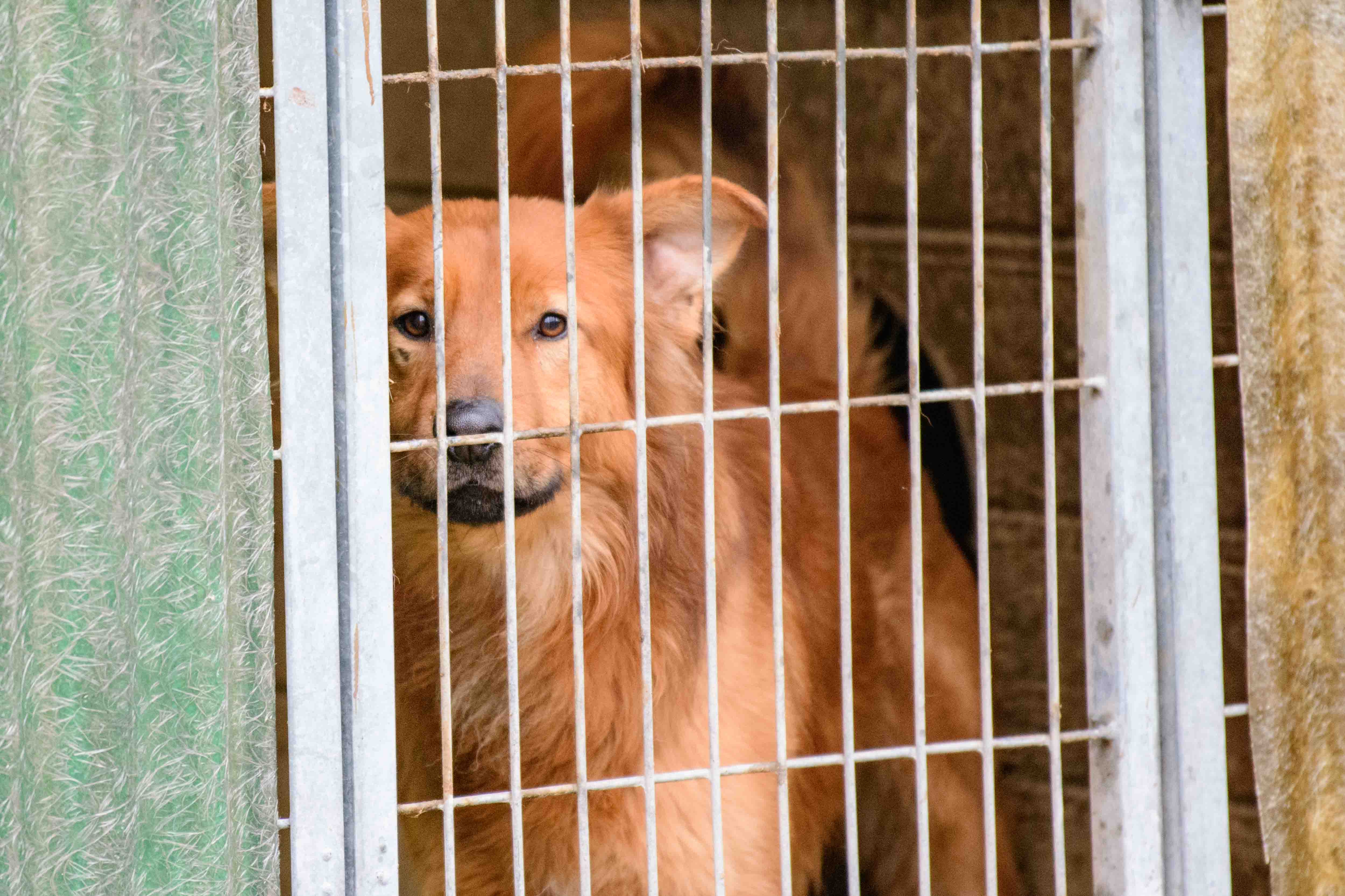 Psy do adopcji ze schroniska w Łodzi