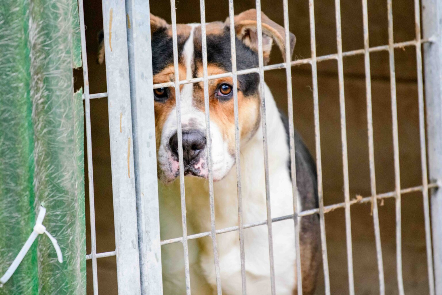 Psy do adopcji ze schroniska w Łodzi