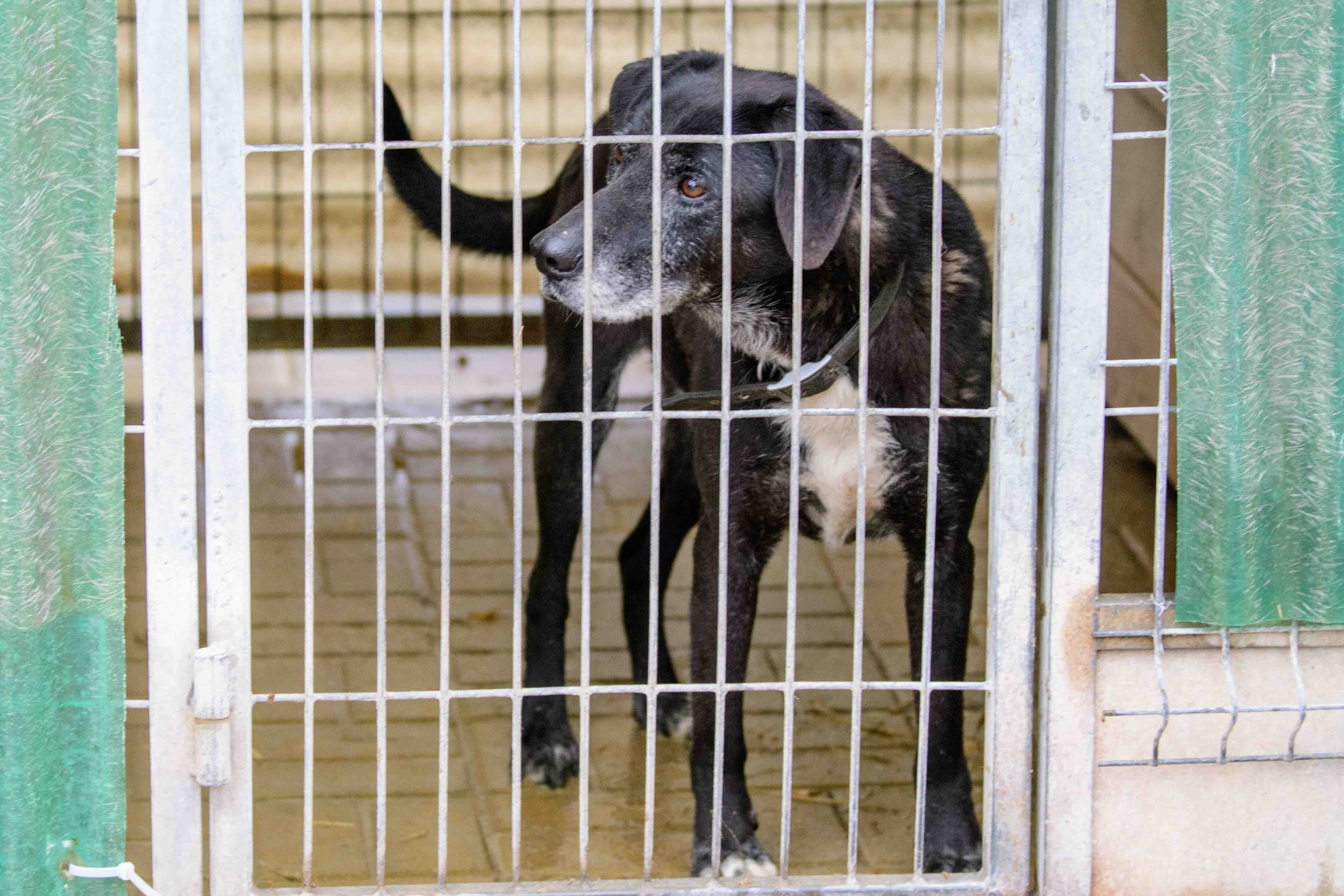 Psy do adopcji ze schroniska w Łodzi