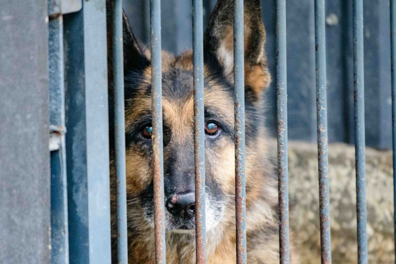 Psy do adopcji ze schroniska w Łodzi
