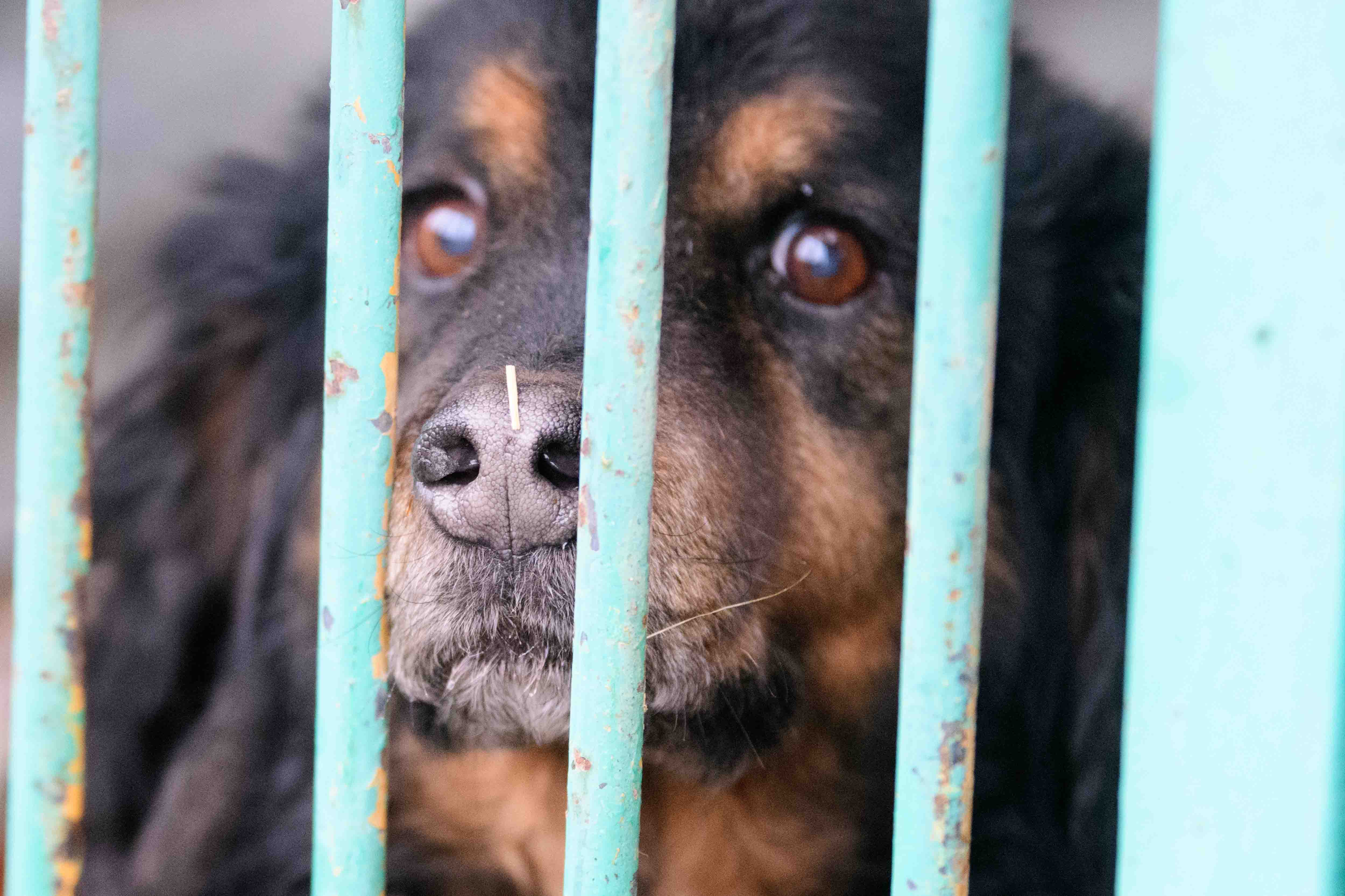 Psy do adopcji ze schroniska w Łodzi