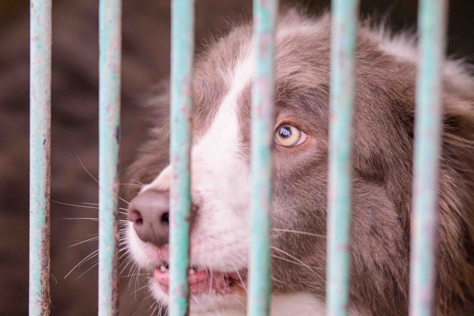 Psy do adopcji ze schroniska w Łodzi
