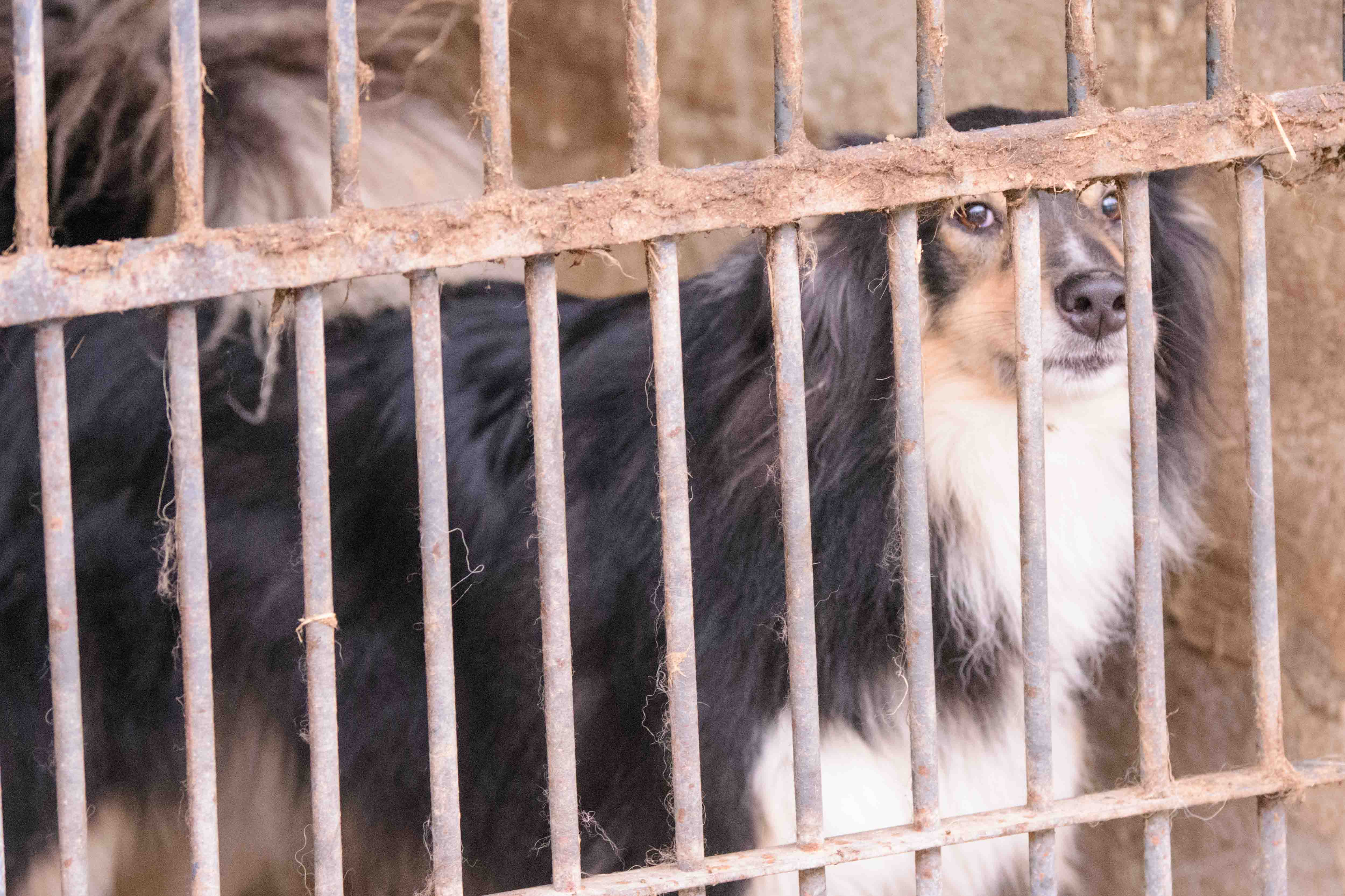 Psy do adopcji ze schroniska w Łodzi