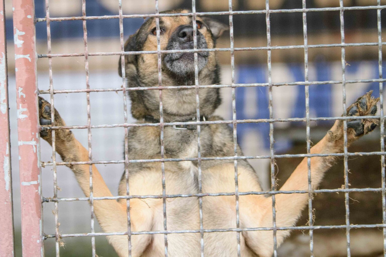Psy do adopcji ze schroniska w Łodzi
