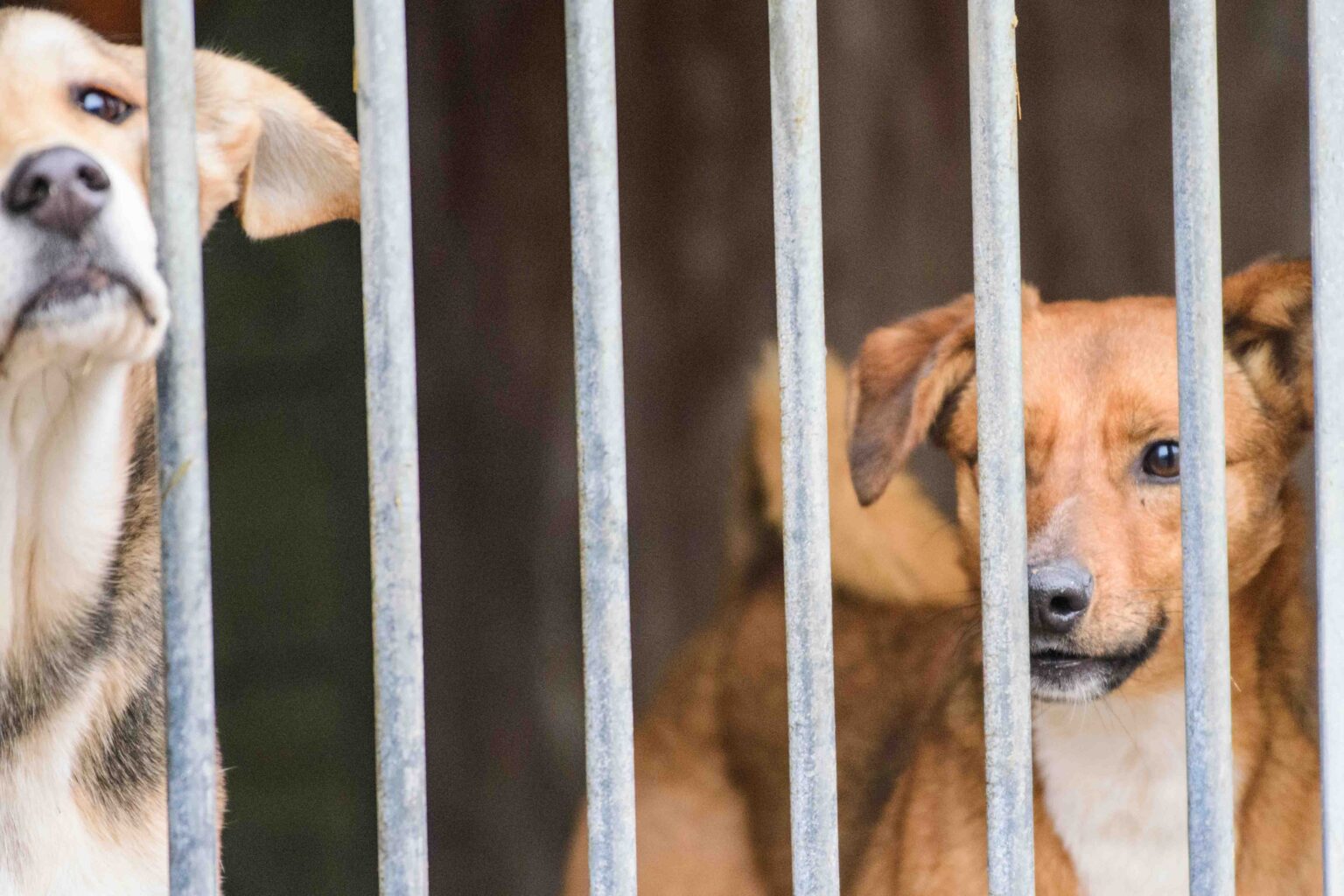 Psy do adopcji ze schroniska w Łodzi