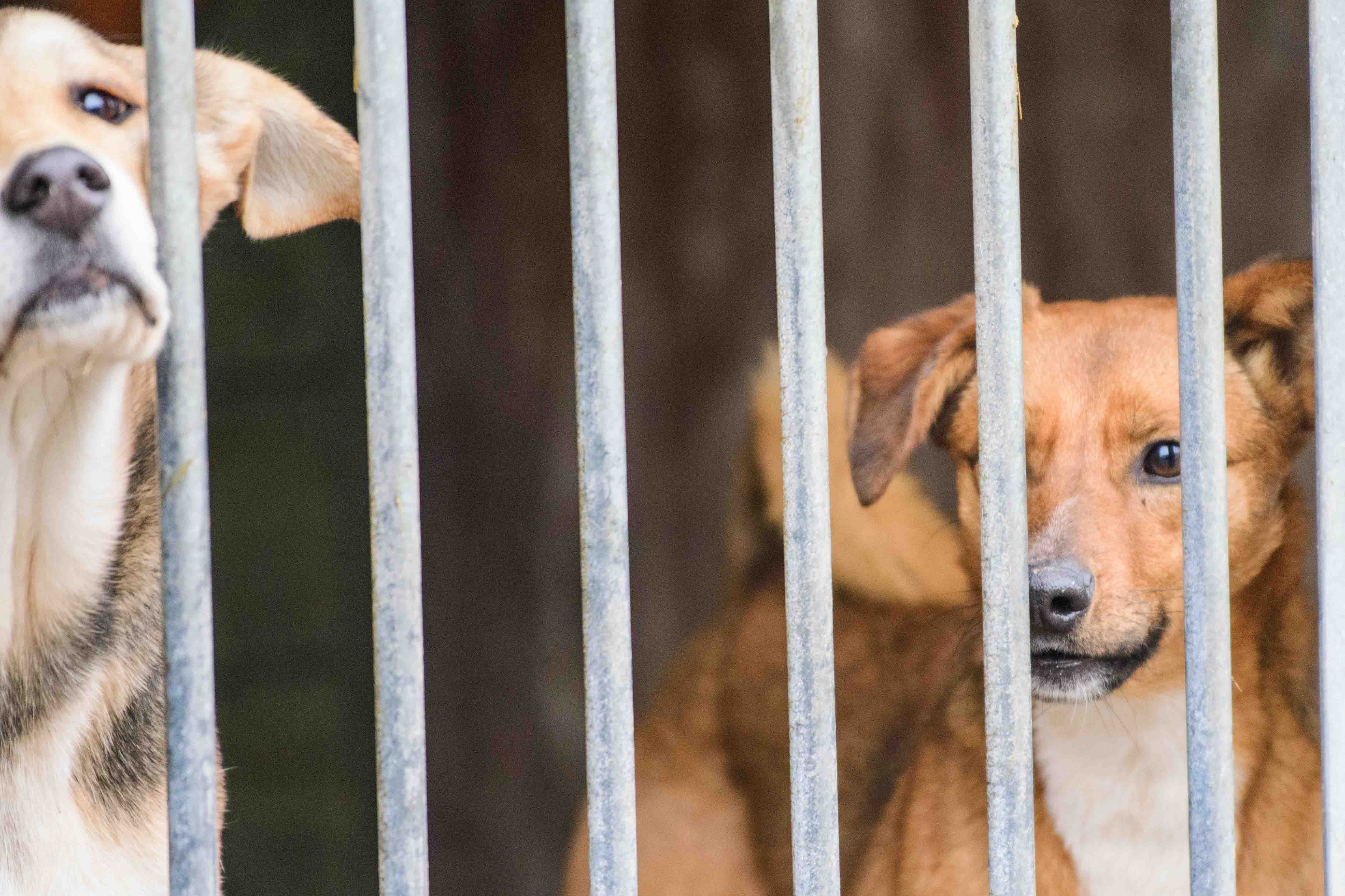 Psy do adopcji ze schroniska w Łodzi