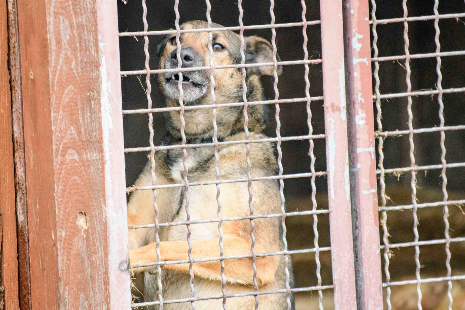 Psy do adopcji ze schroniska w Łodzi