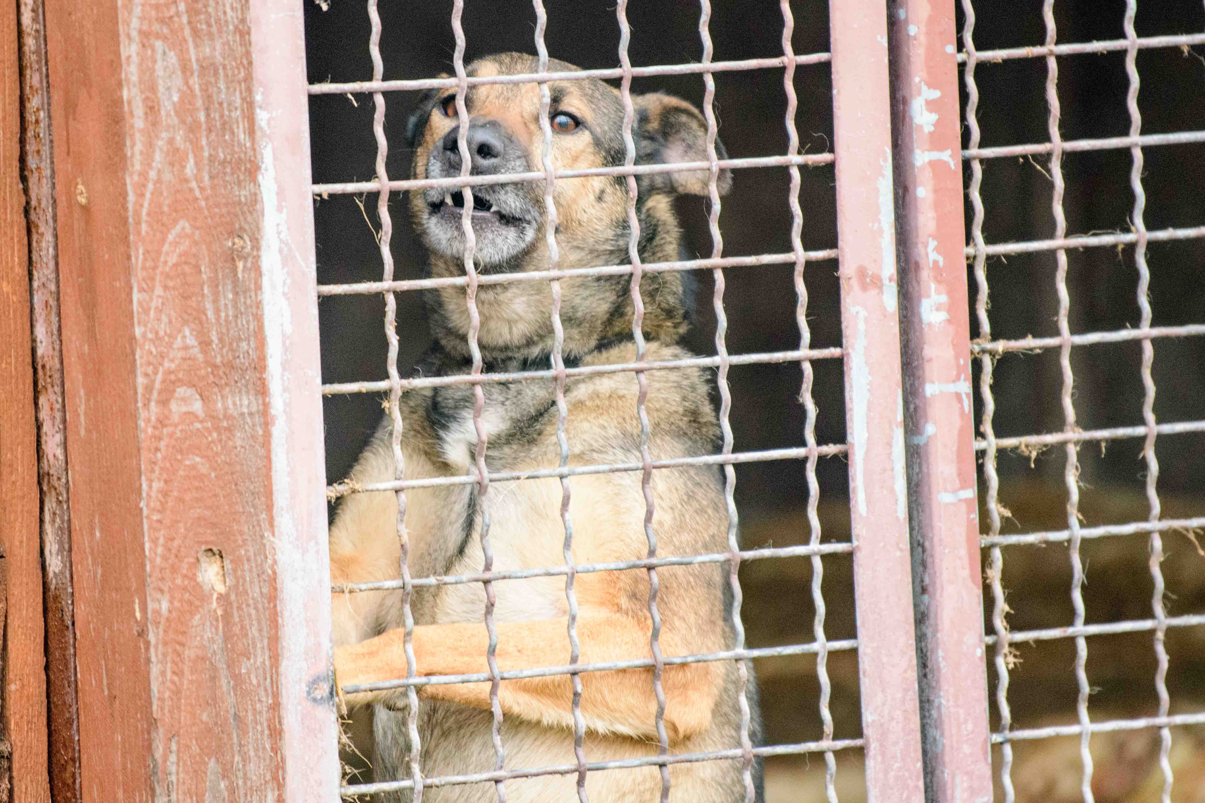 Psy do adopcji ze schroniska w Łodzi